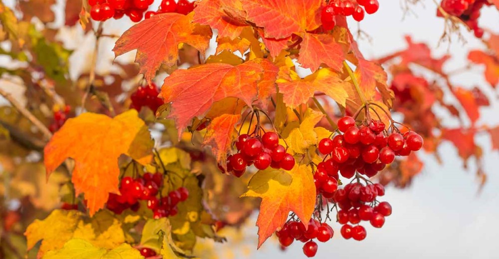 Калина (Viburnum)