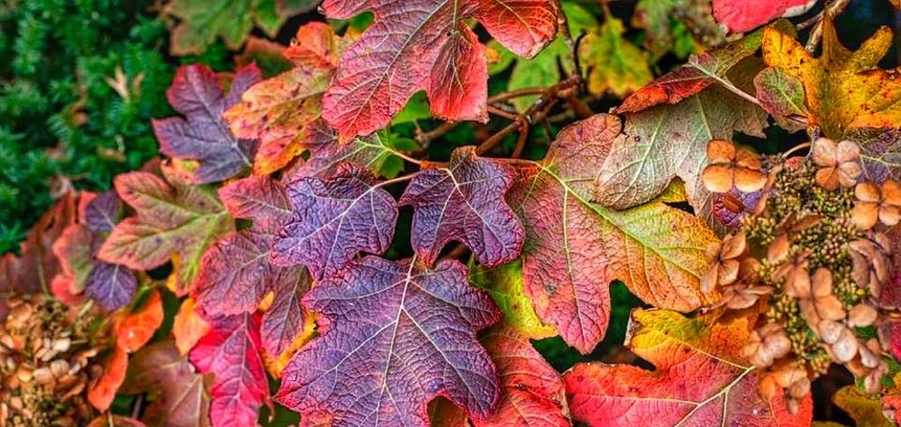 Гортензія дуболиста (Hydrangea quercifolia)